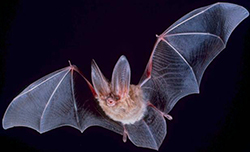 photo of a bat