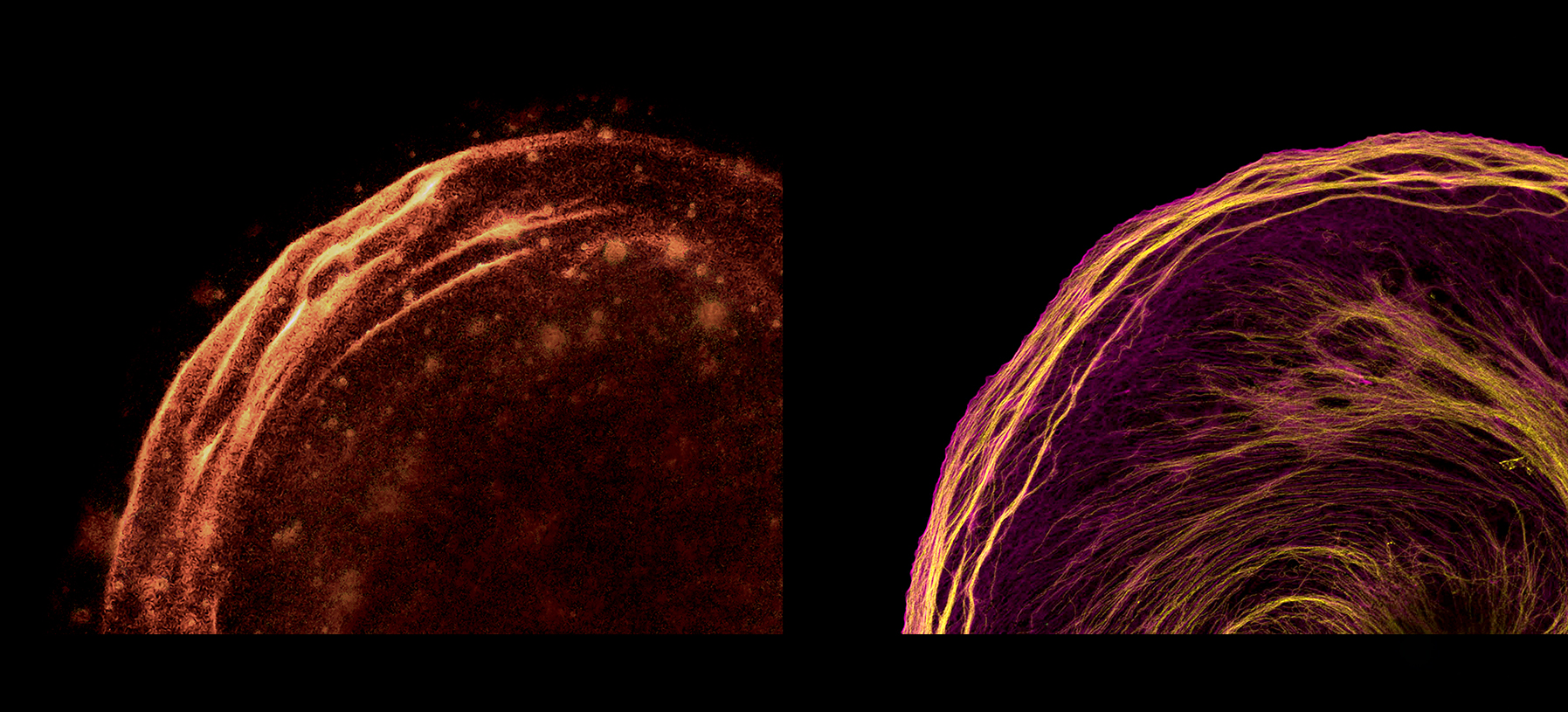Supernova 0509 vs. Rat Liver
